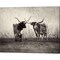 Texas Longhorns by Debra Van Swearingen 20" x 16" Canvas Wall Art